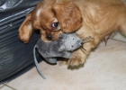 IMG 4599